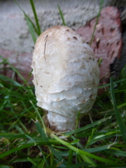 Coprinus comatus