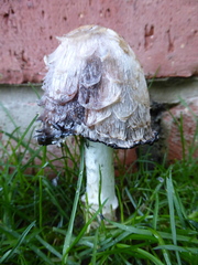 Coprinus comatus