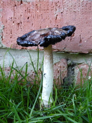 Coprinus comatus