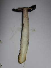 Coprinus comatus
