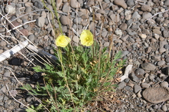 Papaver angustifolium