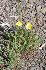 Papaver angustifolium