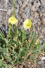 Papaver angustifolium