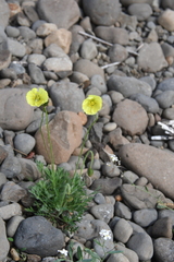 Papaver angustifolium