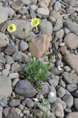 Papaver angustifolium