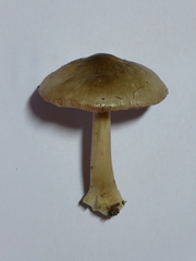 Volvopluteus gloiocephalus