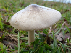Volvopluteus gloiocephalus