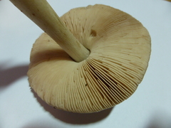 Volvopluteus gloiocephalus