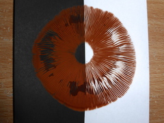 Volvopluteus gloiocephalus