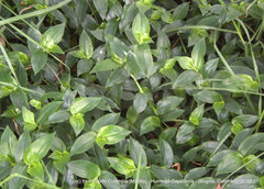 Callisia procumbens