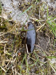 Dytiscus dimidiatus