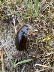 Dytiscus dimidiatus