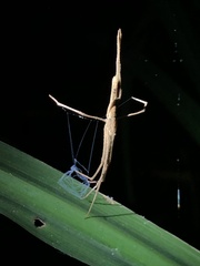 Deinopis amica