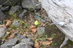 Papaver angustifolium