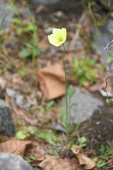 Papaver angustifolium