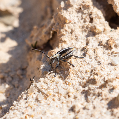 Iberodorcadion circumcinctum ariasi