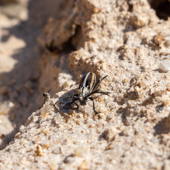 Dorcadion circumcinctum