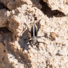Dorcadion circumcinctum