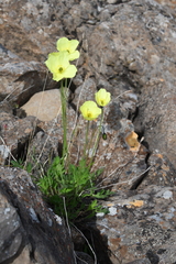 Papaver angustifolium