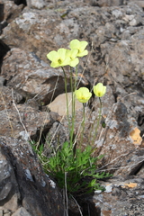 Papaver angustifolium