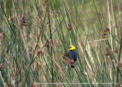 Chrysomus icterocephalus bogotensis