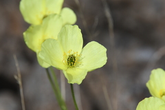 Papaver angustifolium