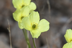 Papaver angustifolium