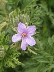 Erodium ciconium