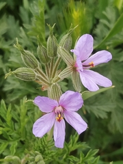 Erodium ciconium