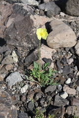 Papaver angustifolium