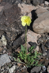 Papaver angustifolium