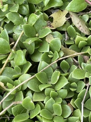 Delosperma lebomboense