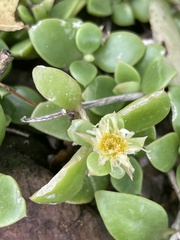 Delosperma lebomboense