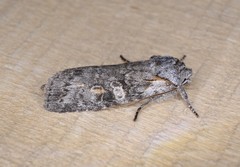 Lithophane pertorrida