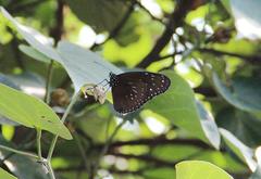 Euploea mulciber mulciber