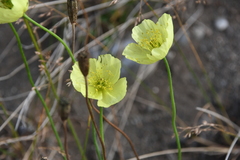 Papaver angustifolium