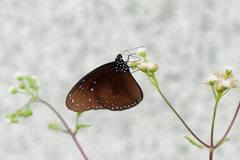 Euploea mulciber mulciber