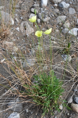 Papaver angustifolium