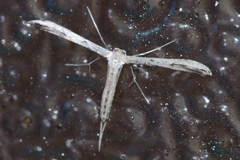 Adaina microdactyla