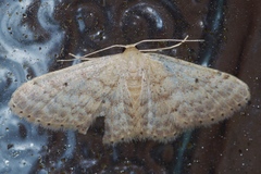 Scopula nesciaria