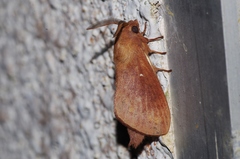 Dendrolimus okinawanus