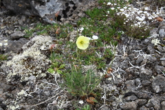Papaver lapponicum orientale