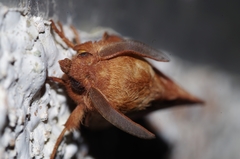 Dendrolimus okinawanus