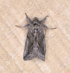 Pleromelloida bonuscula