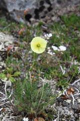 Papaver lapponicum orientale