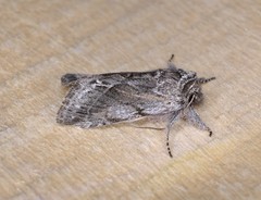 Pleromelloida bonuscula