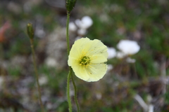 Papaver lapponicum orientale