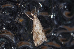 Microchilo inexpectellus