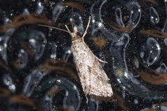 Microchilo inexpectellus