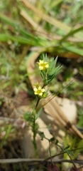 Linum strictum